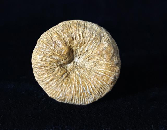 Cycloseris cyclolites (LAMARCK 1815) - Bild © FossNet FossilienStore